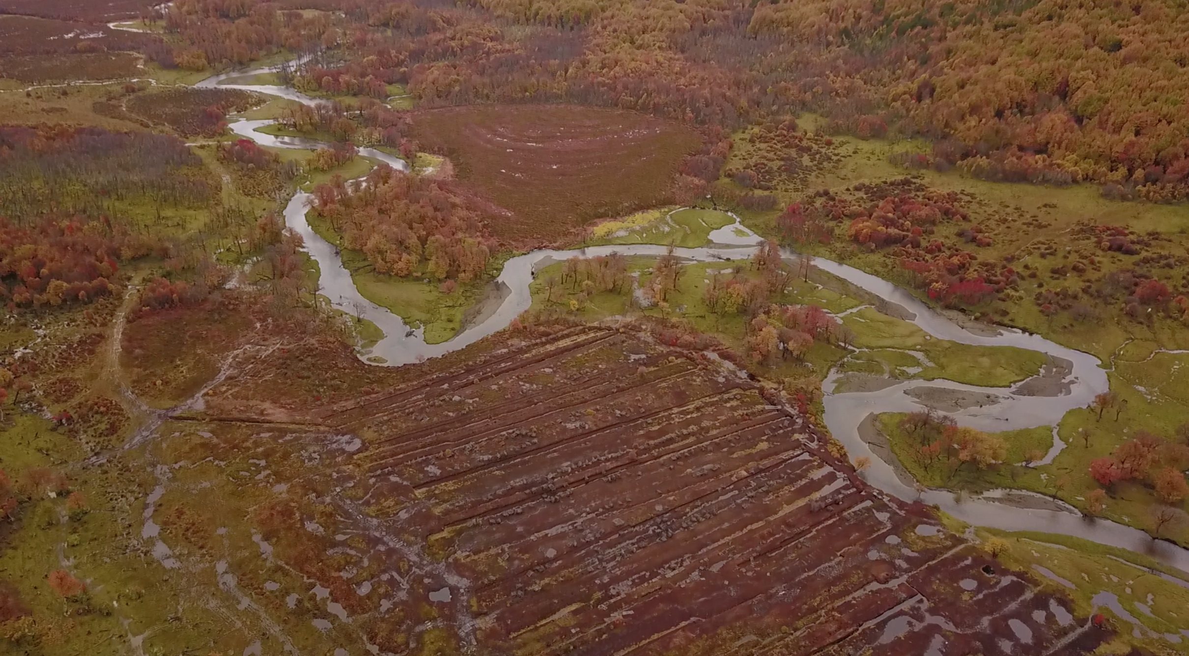 turda Las turdas en Península Mitre