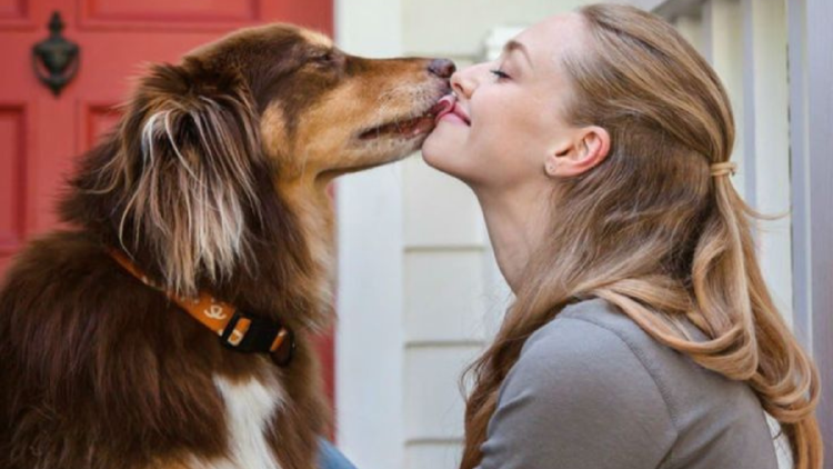 perro dueña El simple acto de acariciar a una mascota puede reducir los niveles de cortisol. (Foto: Pinterest)
