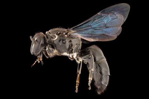 Hallan en Australia una especie de abeja que se creía extinta