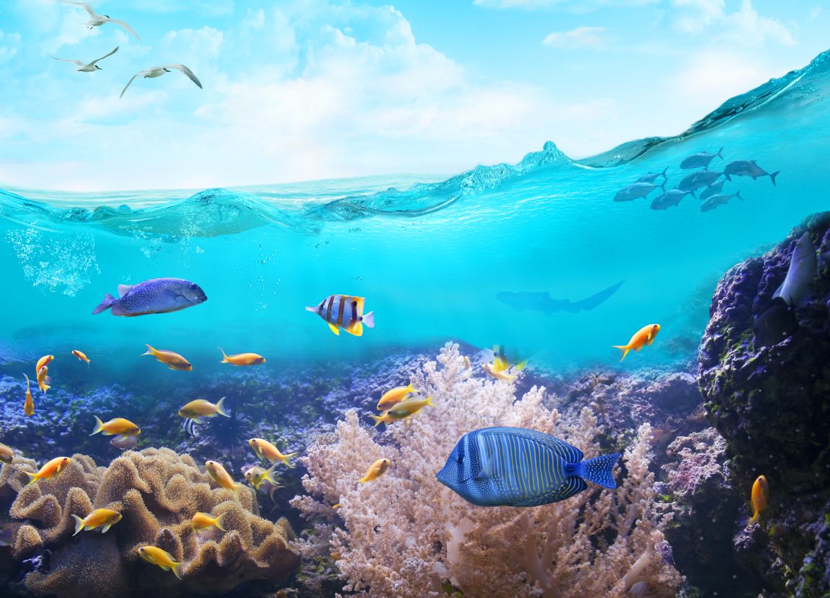 Depositphotos_201616812_XL (1) Depositphotos_201616812_XL (1)