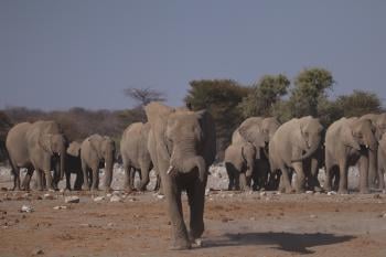 elefante manada