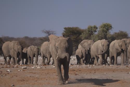 elefante manada