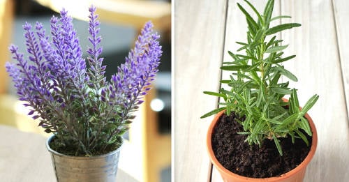 plantas actuan protectoras huerto plantas actuan protectoras huerto