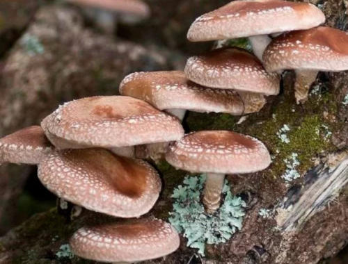 hongo shitake4 hongo shitake4