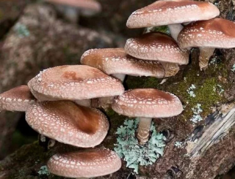 hongo shitake4 hongo shitake4