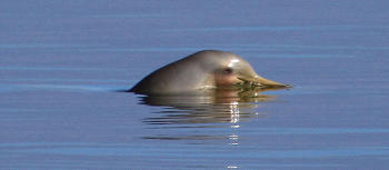 Delfin Franciscana Delfin Franciscana nadando