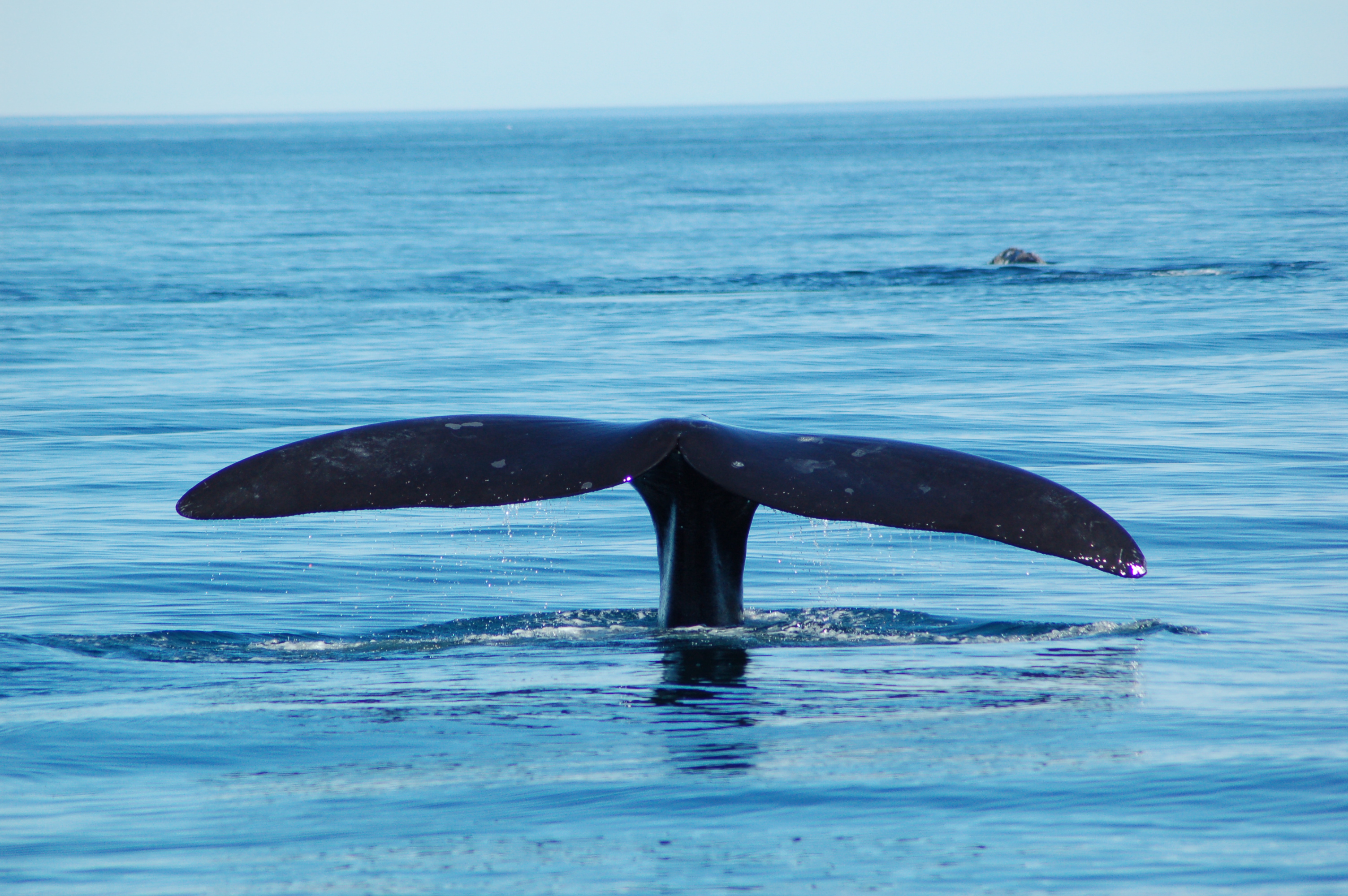 Aleta caudal de una ballena franca austral_Foto Fundación Cethus