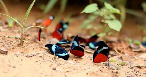 Safari argentina Safari argentina