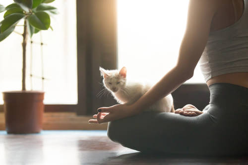 yoga gato