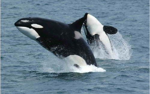 La orca que perdió a su cría en 2018, volvió a ser madre