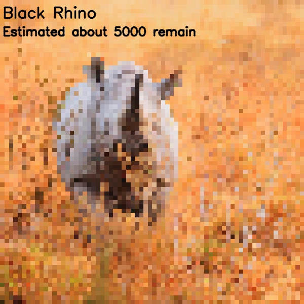 8 black rhino 5 000