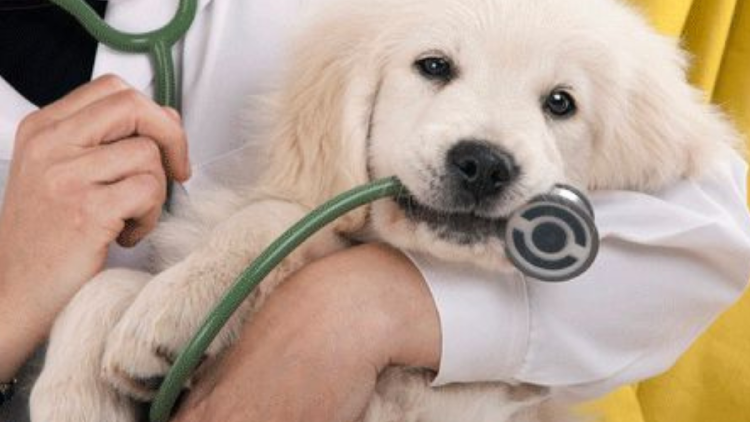 perro El Día Mundial de la Esterilización Animal se celebra desde 1995, proclamado por la Human Society Veterinary Medical Association. (foto: Pinterest)