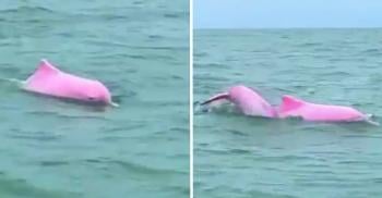 Video viral Delfines Rosados