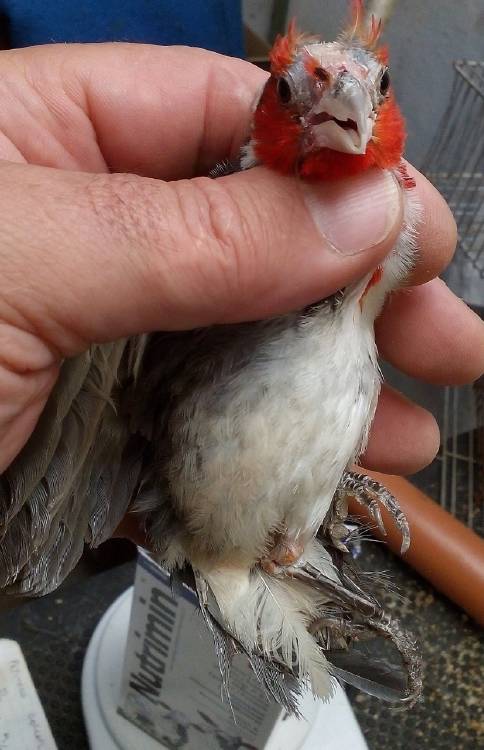 Tráfico Aves4 Tráfico Aves4