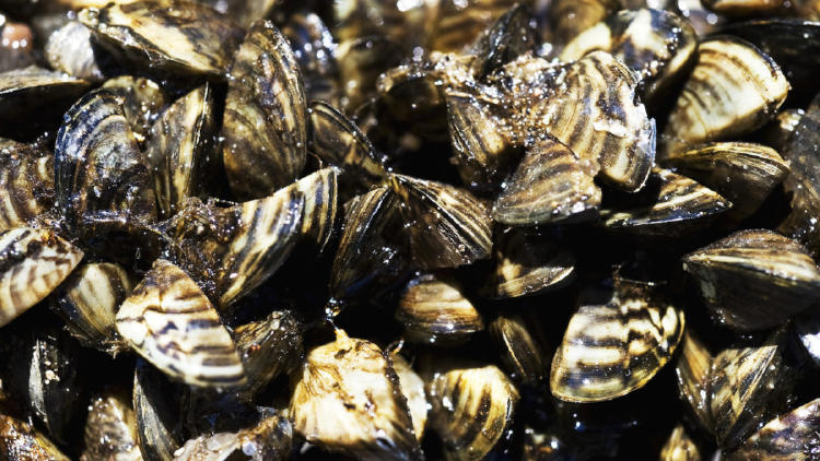 mejillon cebra mejillon cebra