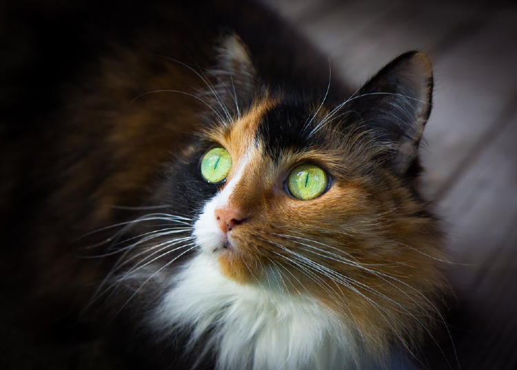 013 GATO TRICOLOR2 013 GATO TRICOLOR2