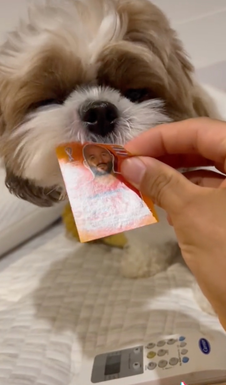 perro album2 perro album2