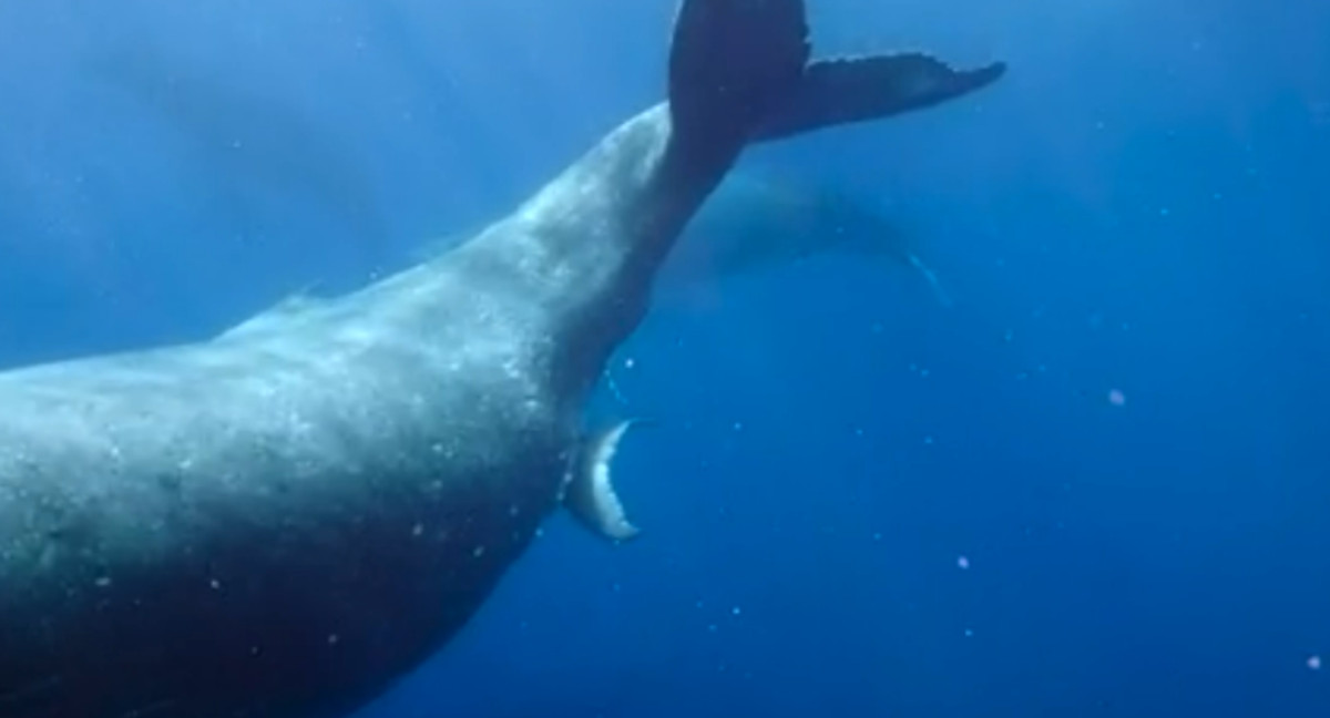 ballena jorobada3 ballena jorobada3