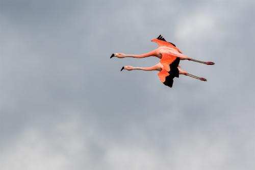 Flamencos australes Pablo Rodriguez Merkel Flamencos australes Pablo Rodriguez Merkel