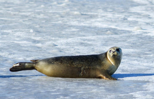 focas polo sur focas polo sur