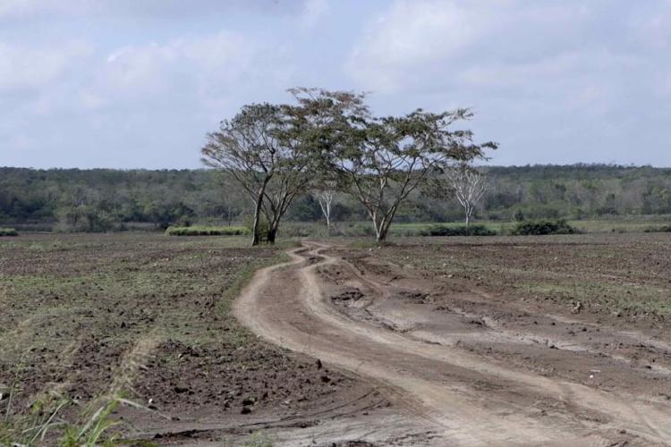 Zona deforestada Lizeth Ovando 768x512 Zona deforestada Lizeth Ovando 768x512