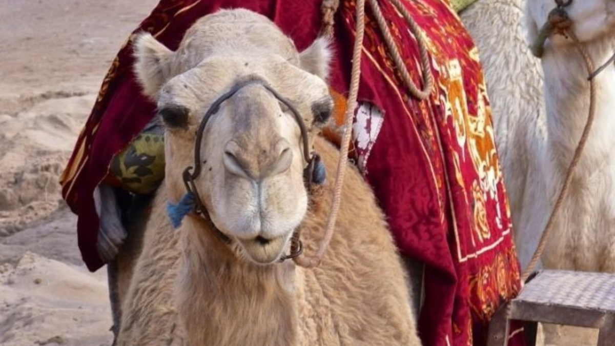 camello Airbnb y otras compañías líderes en turismo decidieron eliminar de sus plataformas la promoción de paseos en camellos y caballos en las pirámides de Guiza, Egipto.
