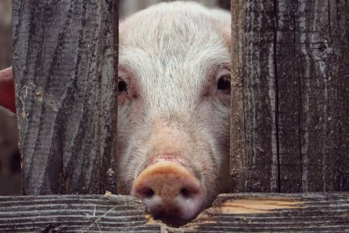 Se encontraron "superbacterias" en carne de cerdo
