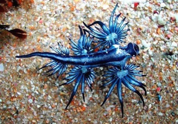 babosa marina dragon azul