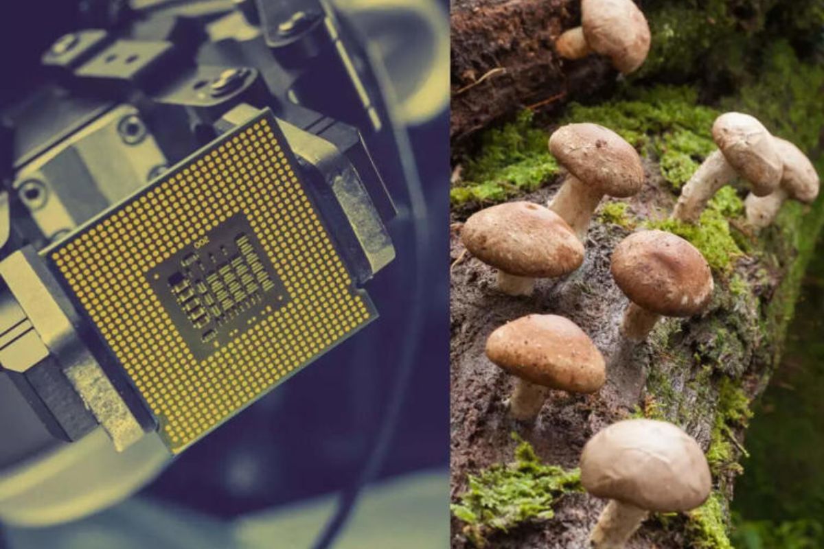 chip hongos Científicos desarrollan una memoria similar a la de una computadora a partir de hongos shiitake que podría reemplazar a los chips basados en silicio. (msn.com)