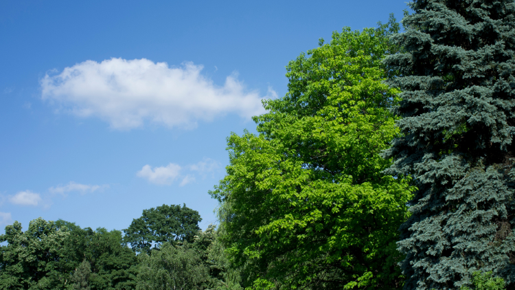 @aves.argentinas (17) @aves.argentinas (17)