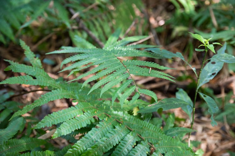 bosque plantas