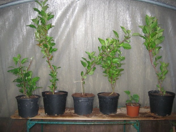 ganar germen sitio Cómo plantar un manzano desde semilla | Bioguia