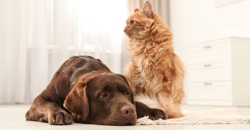 Cuáles son las diferencias en el comportamiento entre perros y gatos