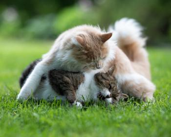 AdobeStock_275936777 (1) AdobeStock_275936777 (1)
