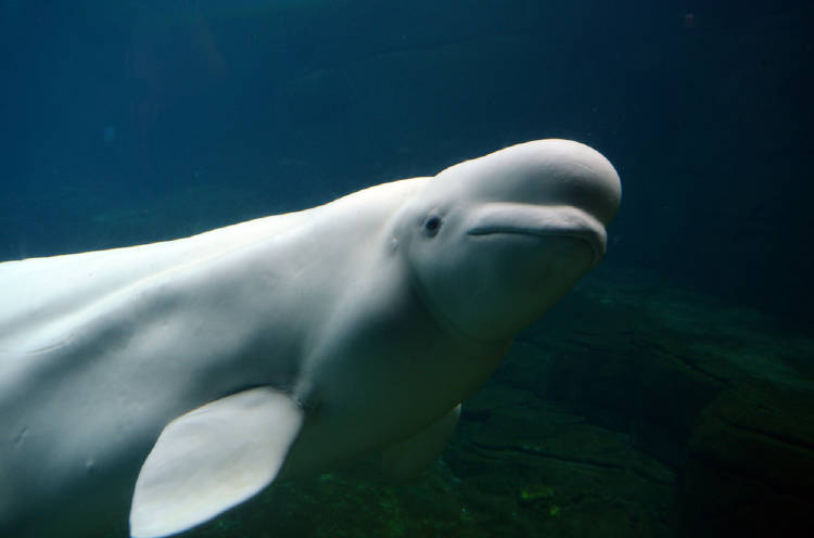 beluga beluga