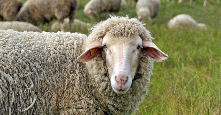 Las ovejas reconocen rostros humanos