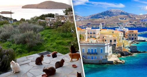 Si te gustan los gatos, en esta isla puedes vivir gratis con todo pago Si te gustan los gatos, en esta isla puedes vivir gratis con todo pago