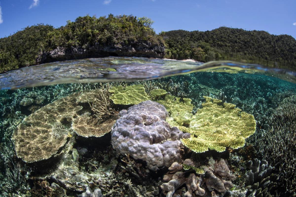 Biodiversidad regeneración