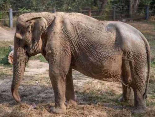 elefanta columna torcida1 elefanta columna torcida1