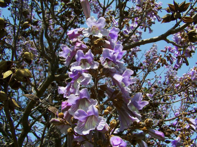 Arbol de kiri en flor