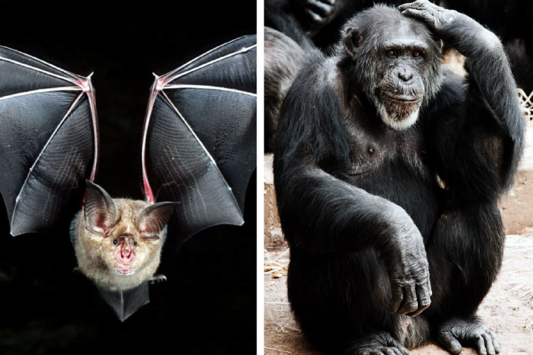 animales virus El 75% de las enfermedades emergentes vienen de animales. (Imagen: Pinterest)