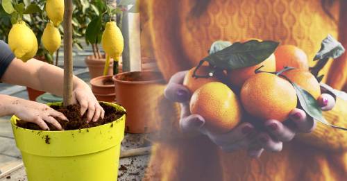 Árboles frutales en maceta Árboles frutales en maceta