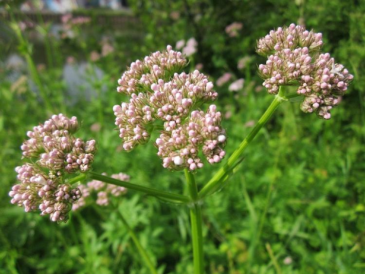 valeriana-officinalis Remedios naturales