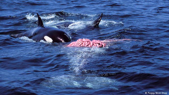 68638146_303 68638146_303