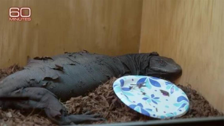 dragon negro cage dragon negro cage