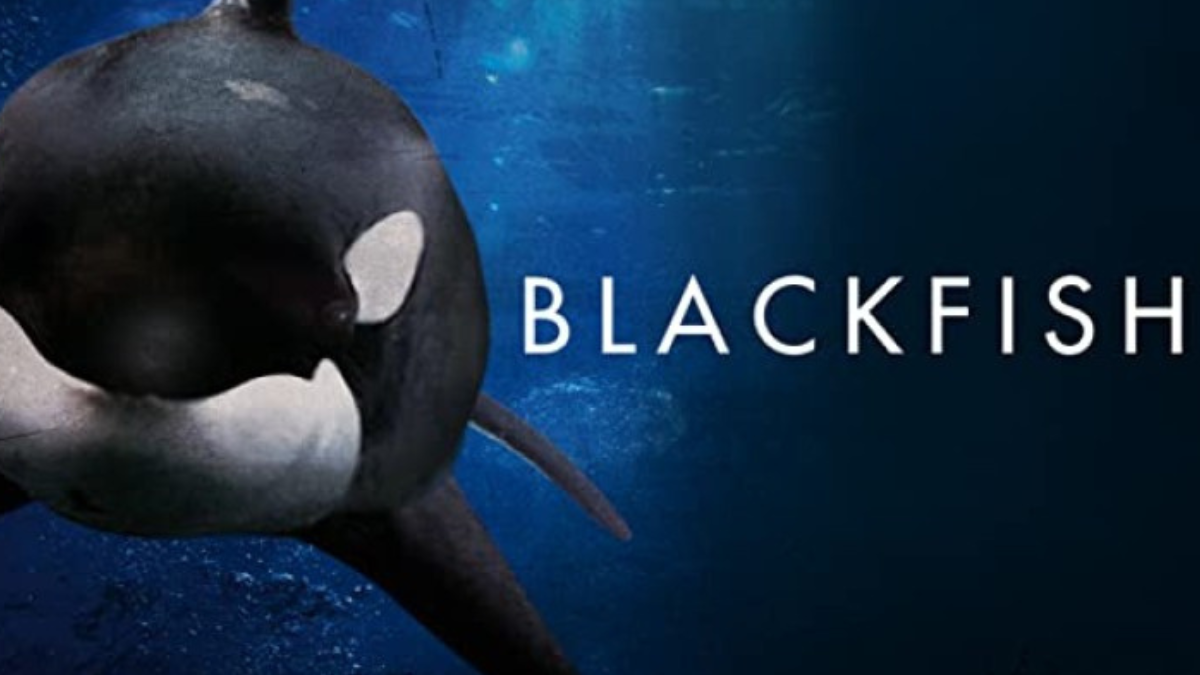 documental El guión fue ampliamente elogiado por su capacidad de generar conciencia sobre el maltrato animal y el lado oscuro de la industria del entretenimiento marino.