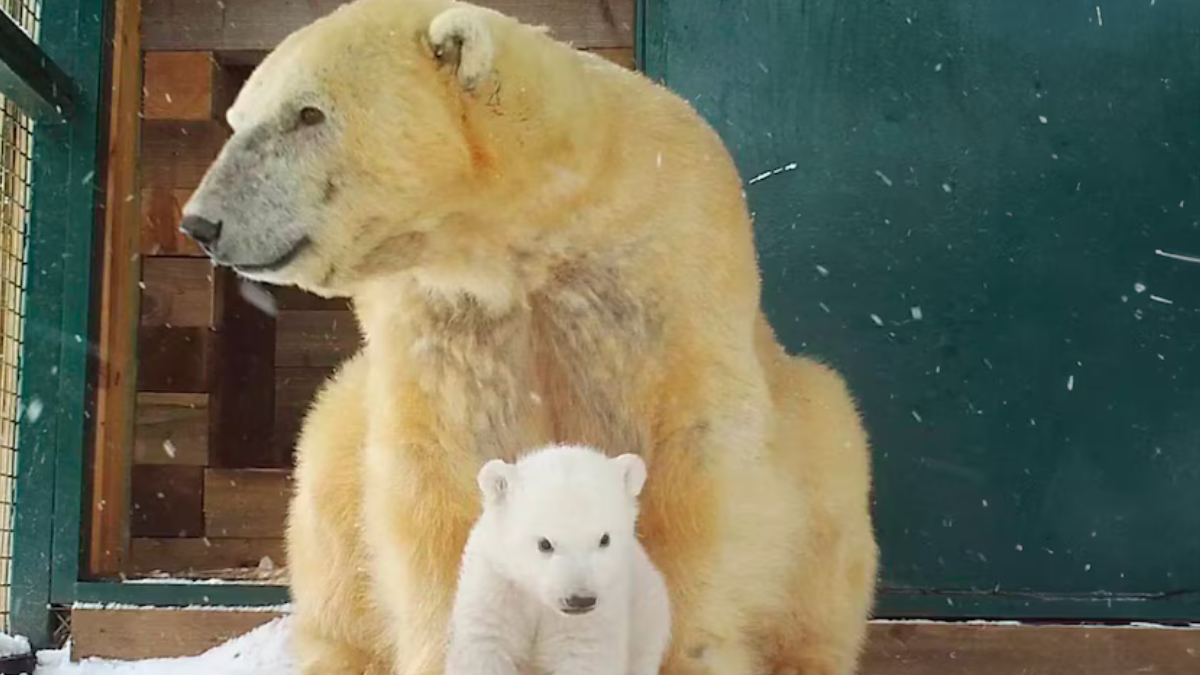 osa polar Victoria, la osa polar de 28 Años está en recuperación y muestra resiliencia