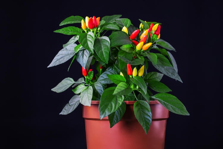 maceta roja con hojas verdes y pimientos rojos y blancos creciendo en ella en un fondo negro