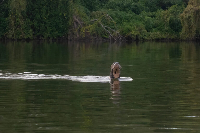 Impenetrable Nutria Gigante Gerardo Ceron Rewilding Argentina 2 1 768x512 Impenetrable Nutria Gigante Gerardo Ceron Rewilding Argentina 2 1 768x512