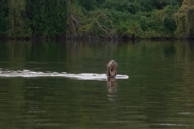 Impenetrable Nutria Gigante Gerardo Ceron Rewilding Argentina 2 1 768x512